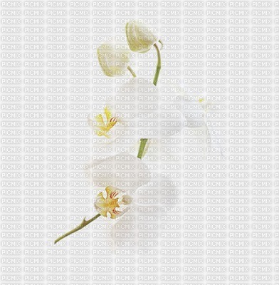orchid - PNG gratuit