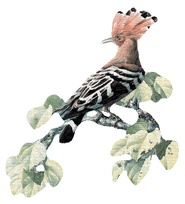 oiseau bird - Bezmaksas animēts GIF