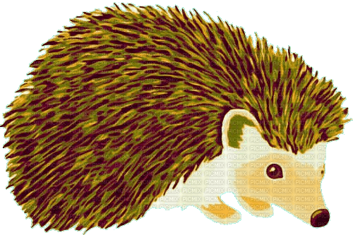 nbl-hedgehog - besplatni png
