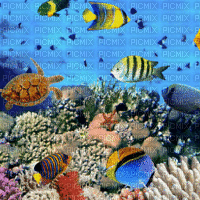 3D  underwater sea mer meer  summer ete sommer ocean ozean deep sea  undersea fond background océan  image fish poisson gif anime animated animation - GIF animé gratuit