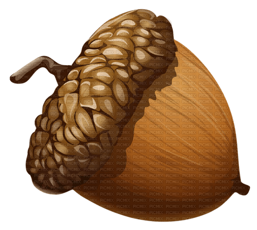 acorn Bb2 - darmowe png