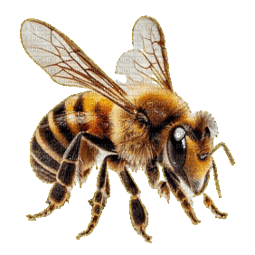 abeille - Kostenlose animierte GIFs