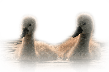 duck katrin - 免费PNG