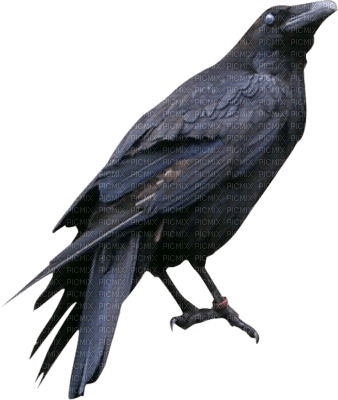 Ravens - 免费PNG