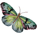 Motýľ - GIF animate gratis