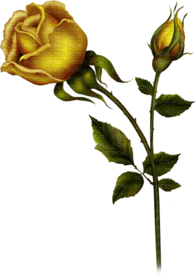 rosas amarelas-l - δωρεάν png