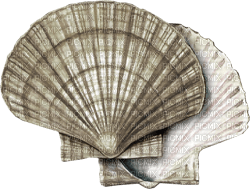 seashells Bb2 - Free PNG