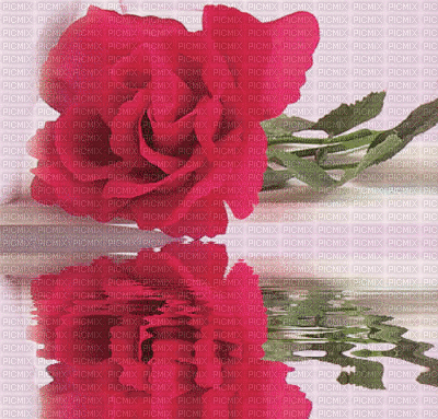 rose rouge - GIF animé gratuit