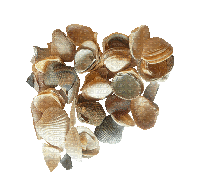 shellfish deco - Gratis geanimeerde GIF