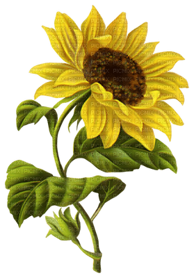 sunflower - png ฟรี