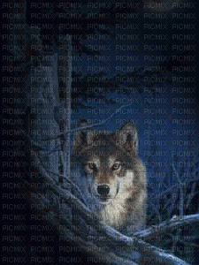 Lobo - Gratis animerad GIF