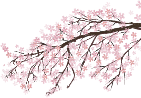 Sakura fleur rose pink flower nature - zdarma png
