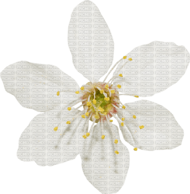 Kaz_Creations Deco Easter White Flowers Flower - PNG gratuit