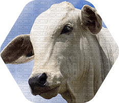 vaca by estrellacristal - PNG gratuit