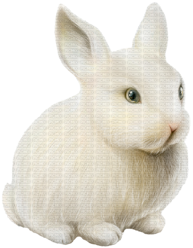 Bunny.Rabbit.White - png grátis