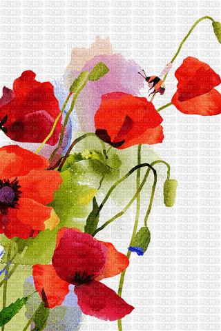 Poppy Background - Бесплатный анимированный гифка