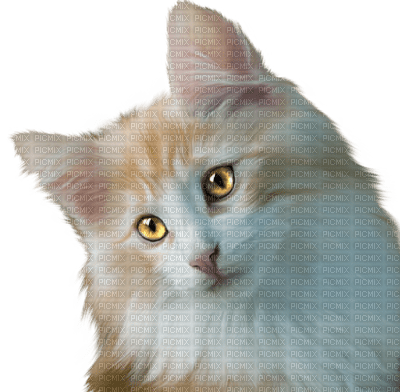 Kaz_Creations Animals Cats Cat Kitten - PNG gratuit