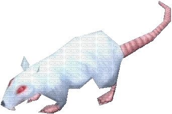 3D rat - bezmaksas png