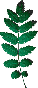 Leaf Leaves Deco Green Jitter.Bug.Girl - PNG gratuit