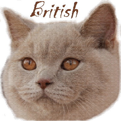 chat british shorthair - Gratis geanimeerde GIF