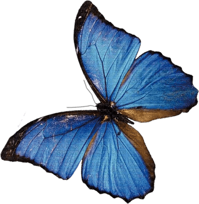 Butterfly Blue - Bogusia - kostenlos png