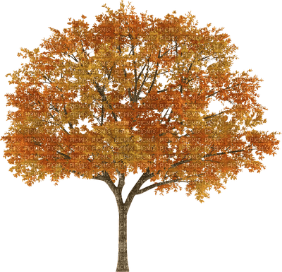 Осень-дерево. - nemokama png