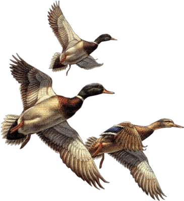 Kaz_Creations Bird Birds - PNG gratuit