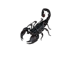 скорпион - besplatni png