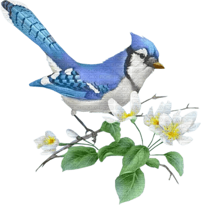 Kaz_Creations  Birds Bird - kostenlos png