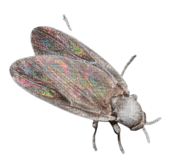 bug - PNG gratuit