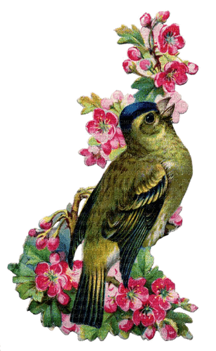 Vogel, grün, Blüten, Vintage - kostenlos png