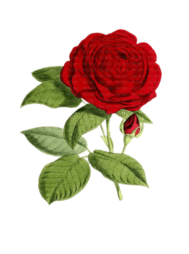 vintage red rose - Free PNG