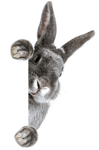 Lapin.Rabbit.Conejo.bunny.Victoriabea - png ฟรี