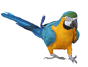 Parrot birds bp - 免费动画 GIF