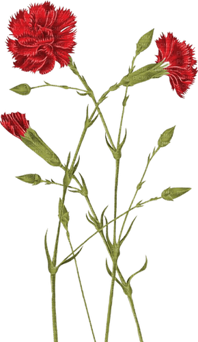 carnation flowers - kostenlos png