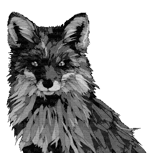 fox - GIF animado grátis