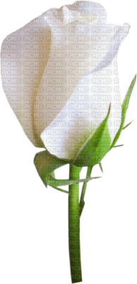 rose blanche - png gratis