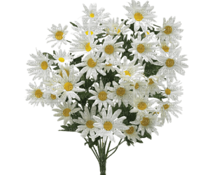 Flowers white bp - gratis png