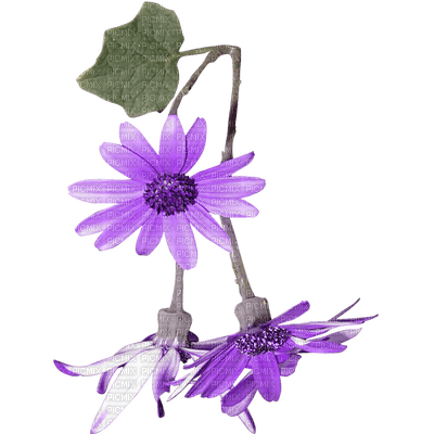 fleur violette.Cheyenne63 - 無料png