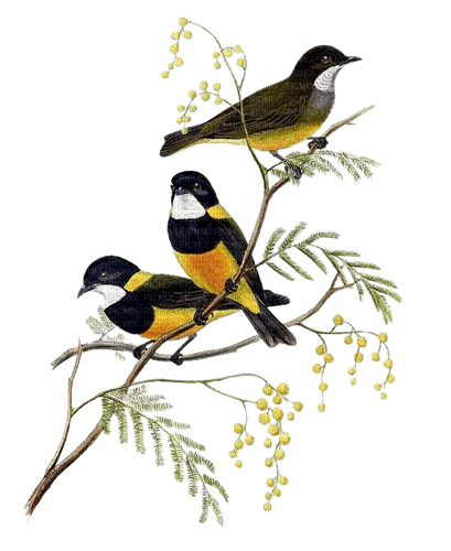 loly33 oiseaux - png grátis