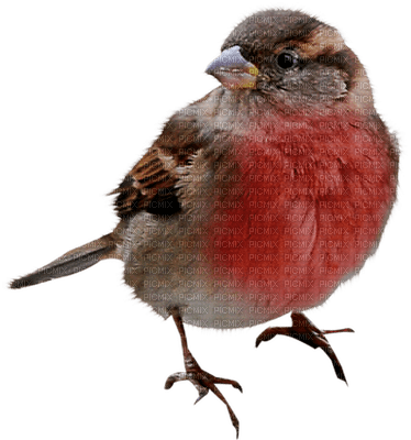 Kaz_Creations Birds Bird Red-Brown
