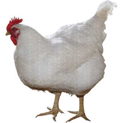 chicken bp - darmowe png