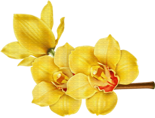 orchids Bb2 - png gratis