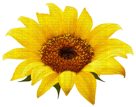 Kaz_Creations Deco Flowers Sunflower Flower - PNG gratuit
