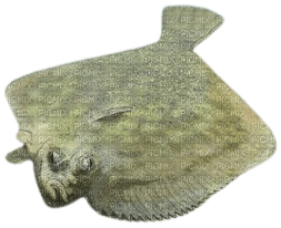 flat fish - nemokama png