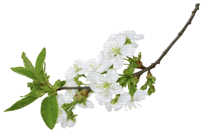 Kaz_Creations Spring Flowers - zdarma png