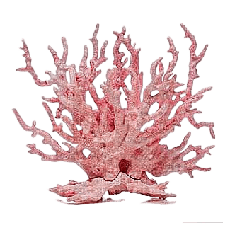 Ocean.Coral.Underwater.Victoriabea - δωρεάν png
