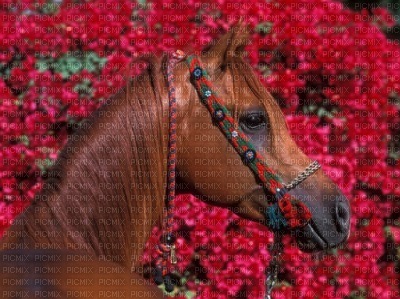 cheval arabe - darmowe png