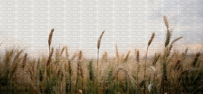 Wheat.spike.Paysage.Victoriabea - Gratis geanimeerde GIF