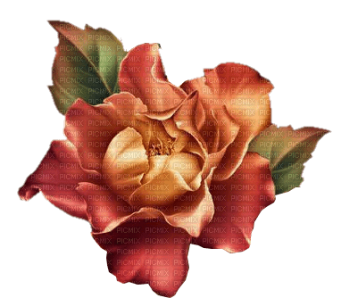 Roses dm19 - бесплатно png